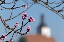 Mandelblüte in Weyher