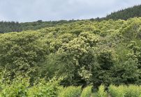 Mit Revierförster Thomas Kaber durch den Wald
