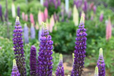 Lupinen NWW_8054