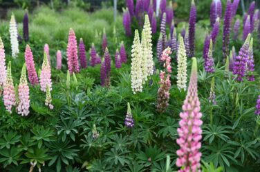 Lupinen NWW_8063