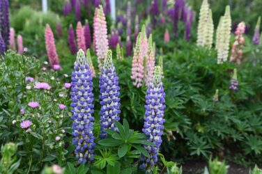 Lupinen NWW_8066