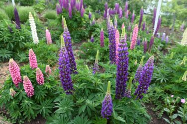 Lupinen NWW_8072JPG