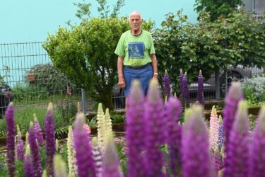 Lupinen NWW_8087