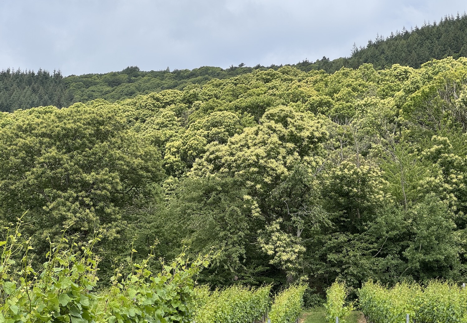 Mit Revierförster Thomas Kaber durch den Wald